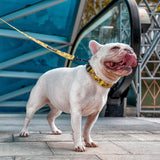 Breakfast of Champs - Collar