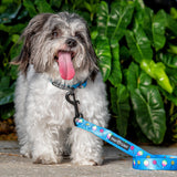 Sugar Rush x Sweet Tooth - Leash