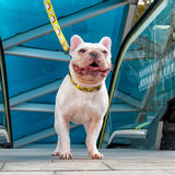 Breakfast of Champs x Snacktime - Leash