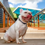 Rocketman x Galactic Swag - Leash