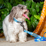 Sugar Rush x Sweet Tooth - Leash