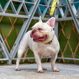 Breakfast of Champs x Snacktime - Leash