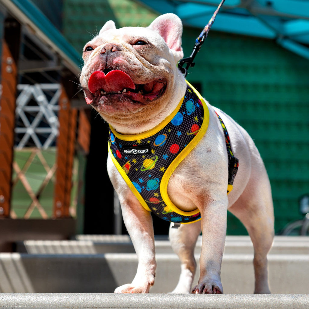 Rocketman x Galactic Swag - Reversible Harness – Paw Clout