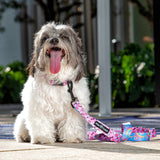 Love Bones x Tie Dye Spirals - Leash